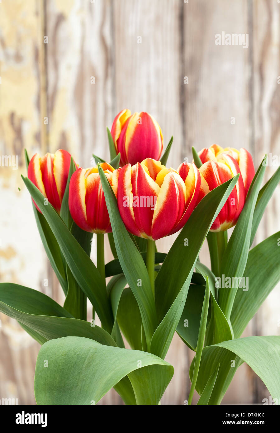 Portrait de tulipes rouges avec bords jaune contre un arrière-plan bois usé. Banque D'Images