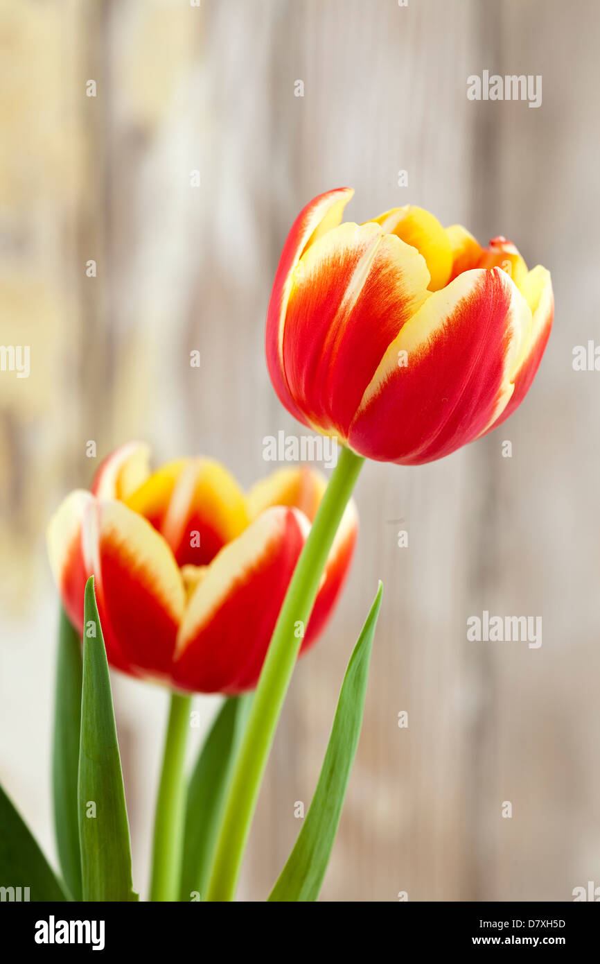 Portrait de tulipes rouges avec bords jaune contre un arrière-plan bois usé. Banque D'Images