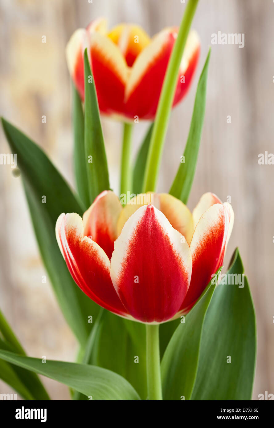 Portrait de tulipes rouges avec bords jaune contre un arrière-plan bois usé. Banque D'Images