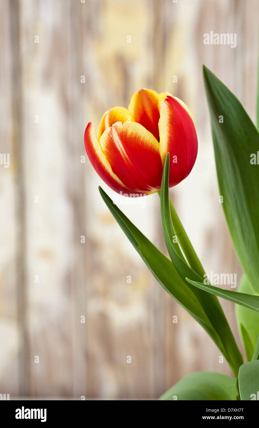 Portrait d'une tulipe rouge avec bords jaune contre un arrière-plan bois usé. Banque D'Images