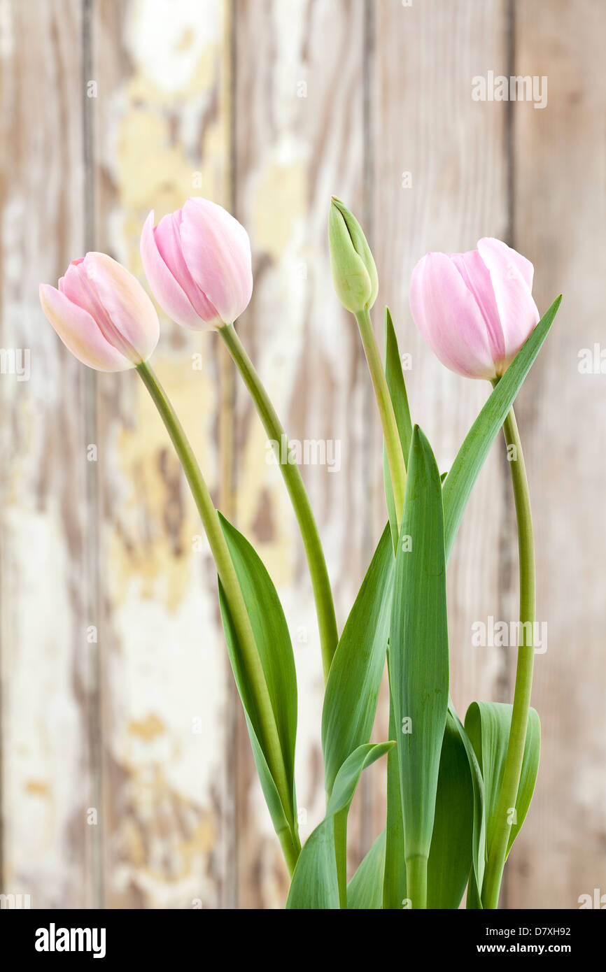 Portrait de tulipes roses contre un arrière-plan bois usé. Banque D'Images