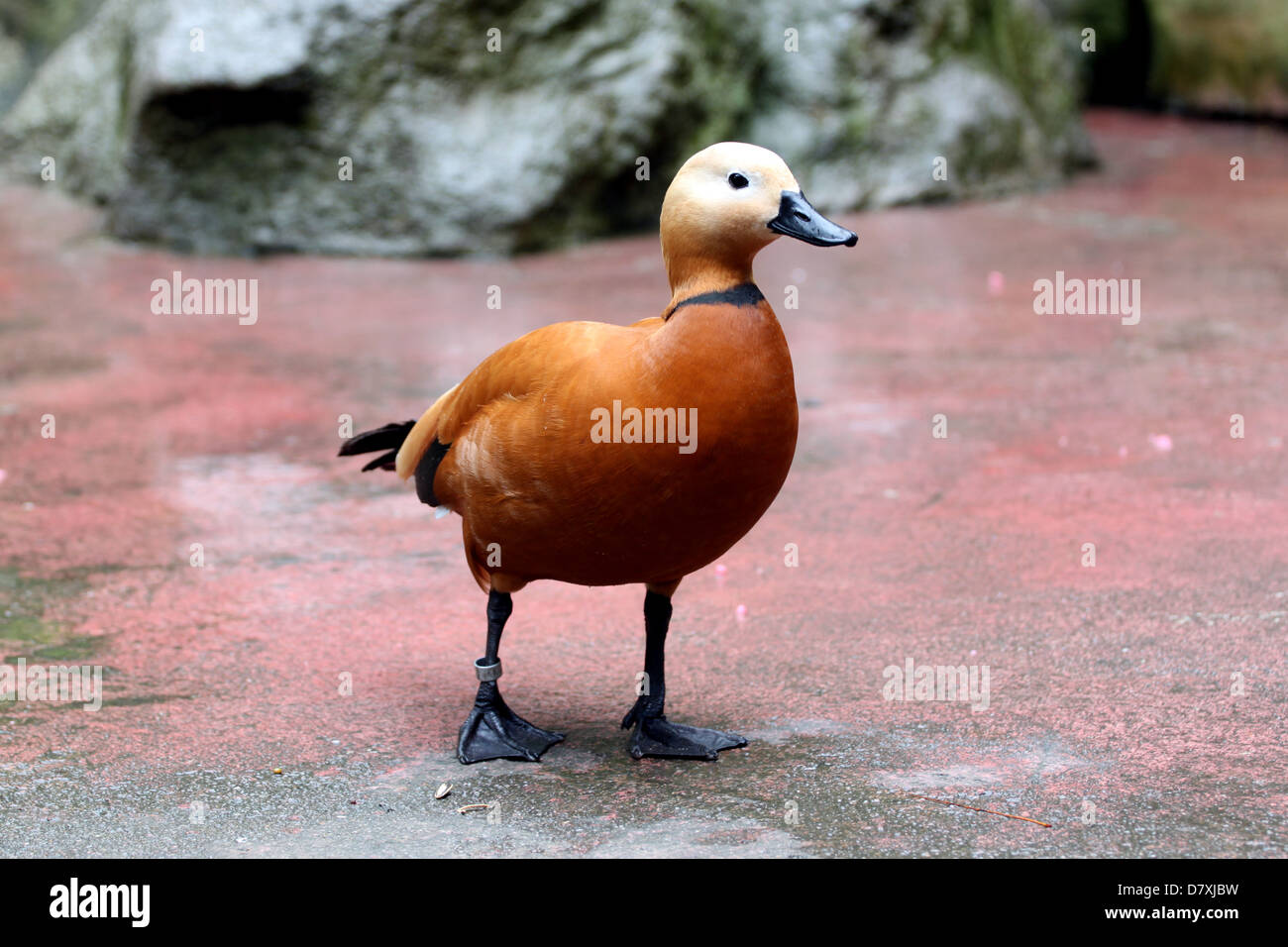 Les canards sont rouge beau séjour après la baignade. Banque D'Images