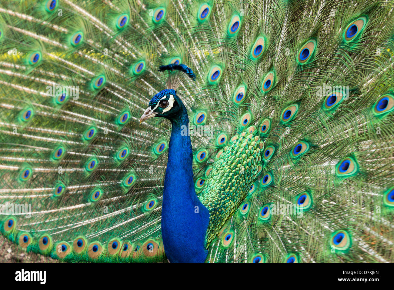 Peacock avec queue effilée que Banque D'Images