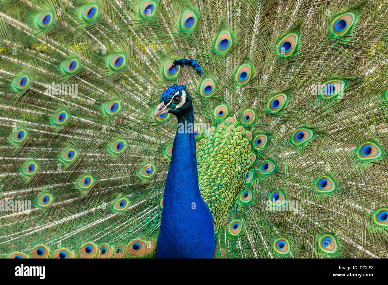 Peacock avec queue effilée que Banque D'Images
