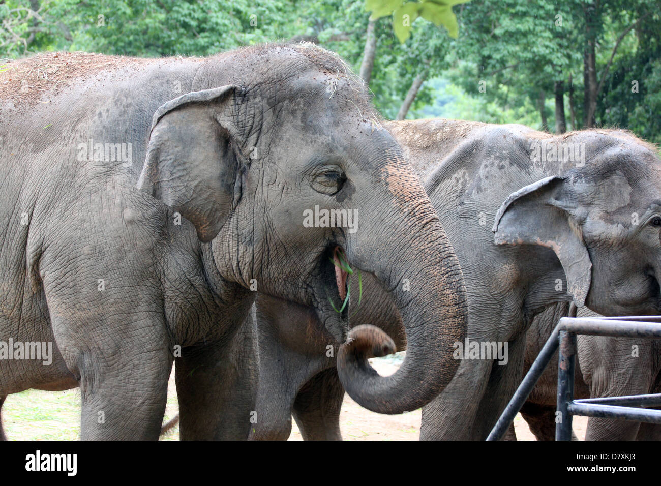 Heureusement mange de l'herbe de l'éléphant d'Asie. Banque D'Images