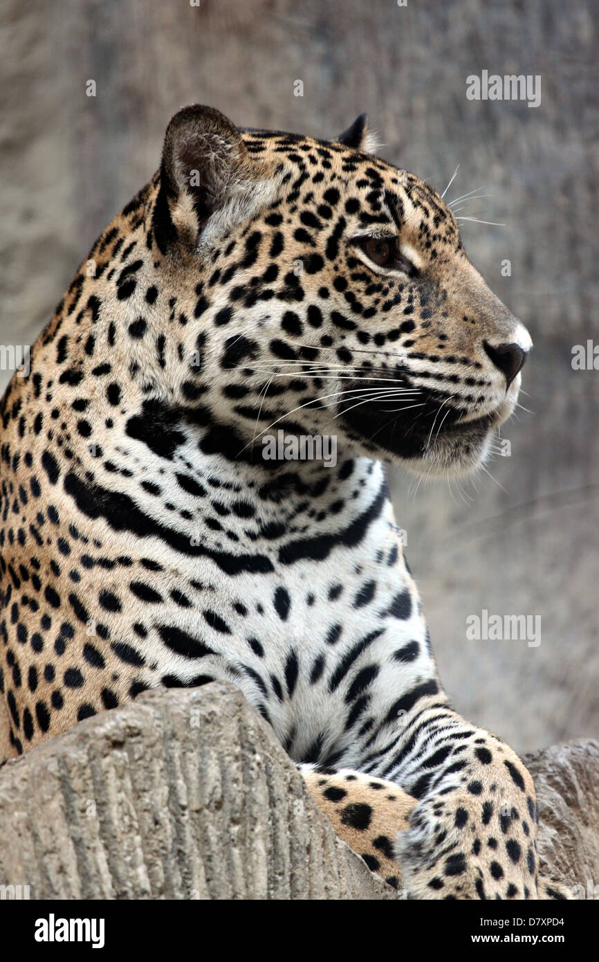 Côté de Leopard a été regarder des proies. Banque D'Images