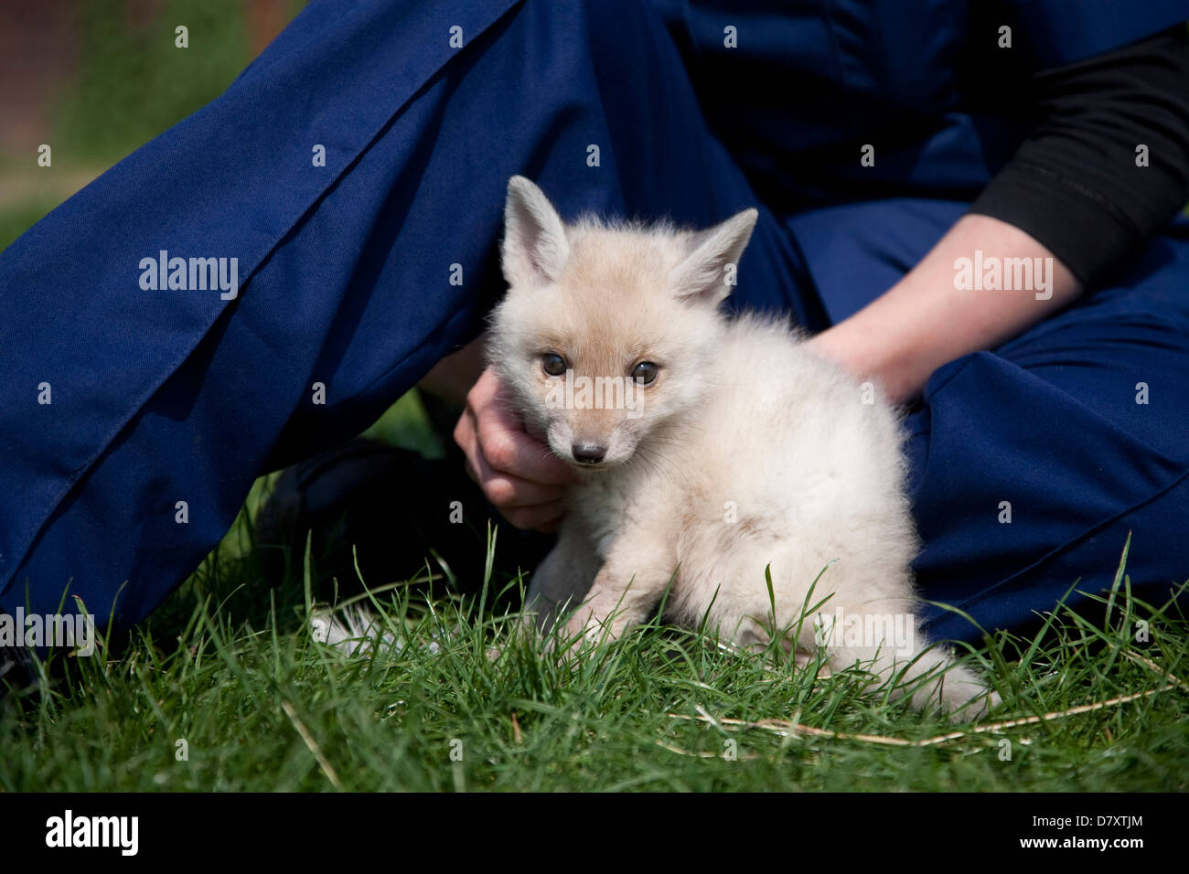 Leucistic Fox Cub Banque D'Images