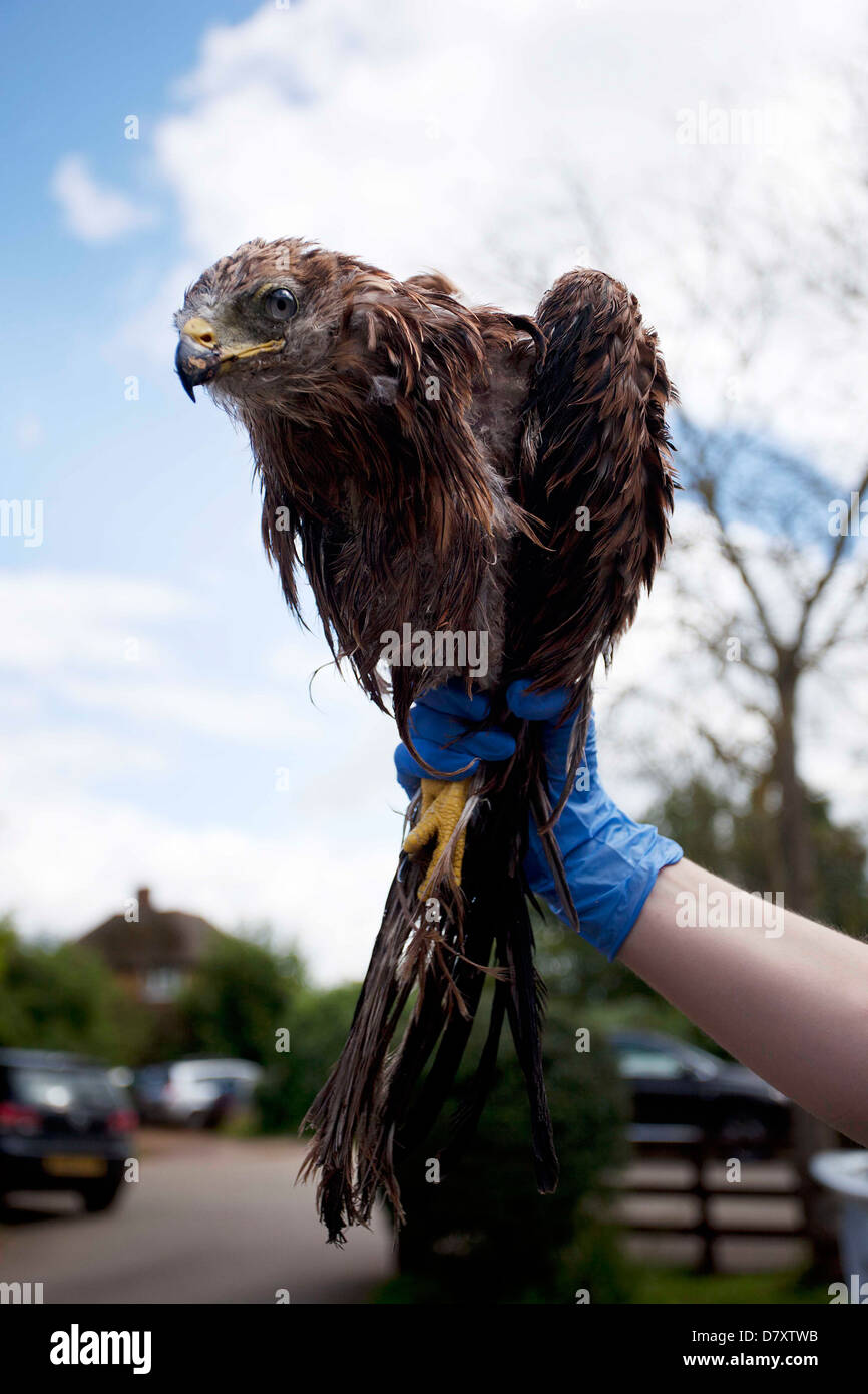 Red Kite dans la main Banque D'Images