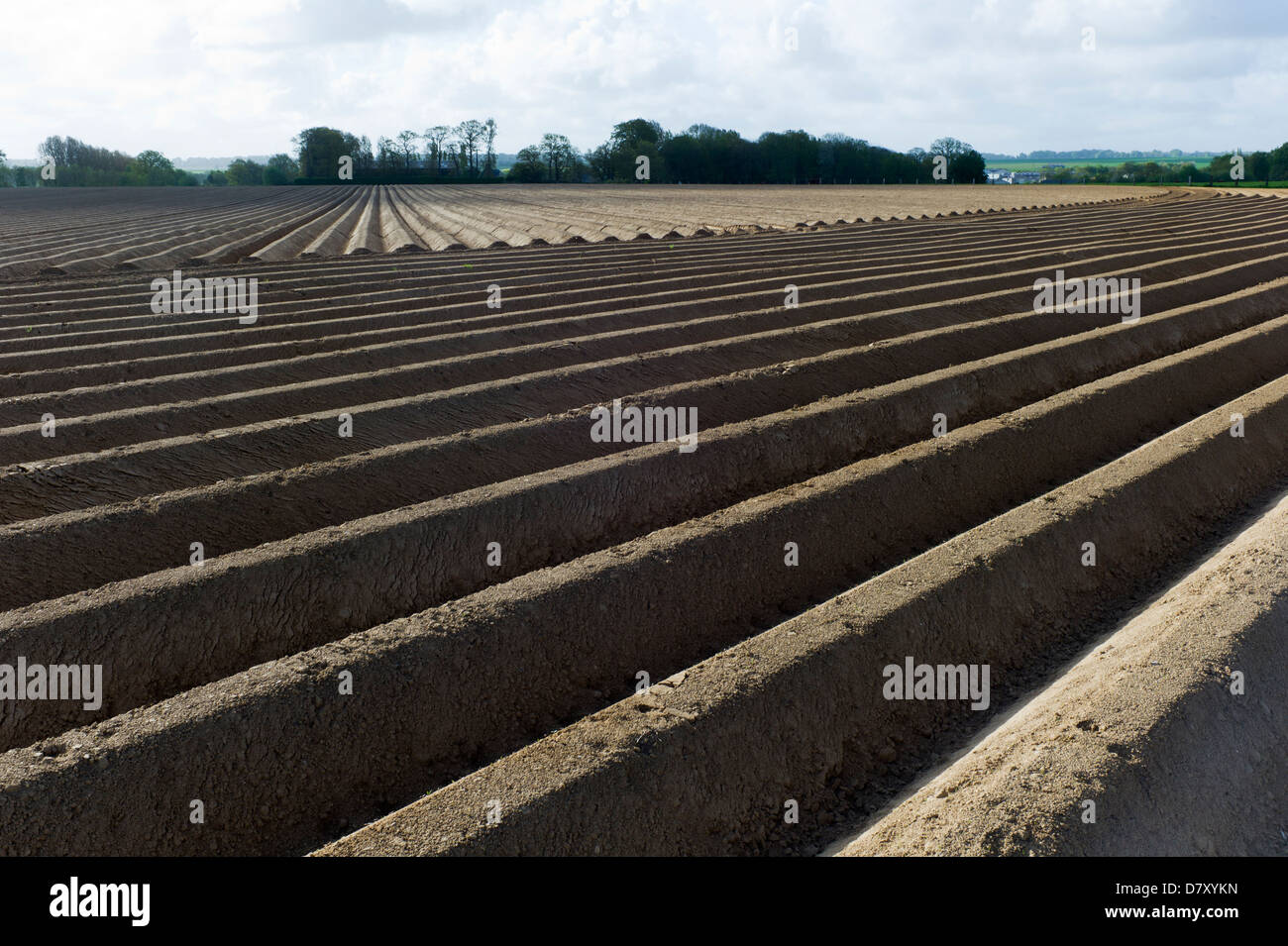 Champ de pommes de terre de sillons, Normandie, France Banque D'Images