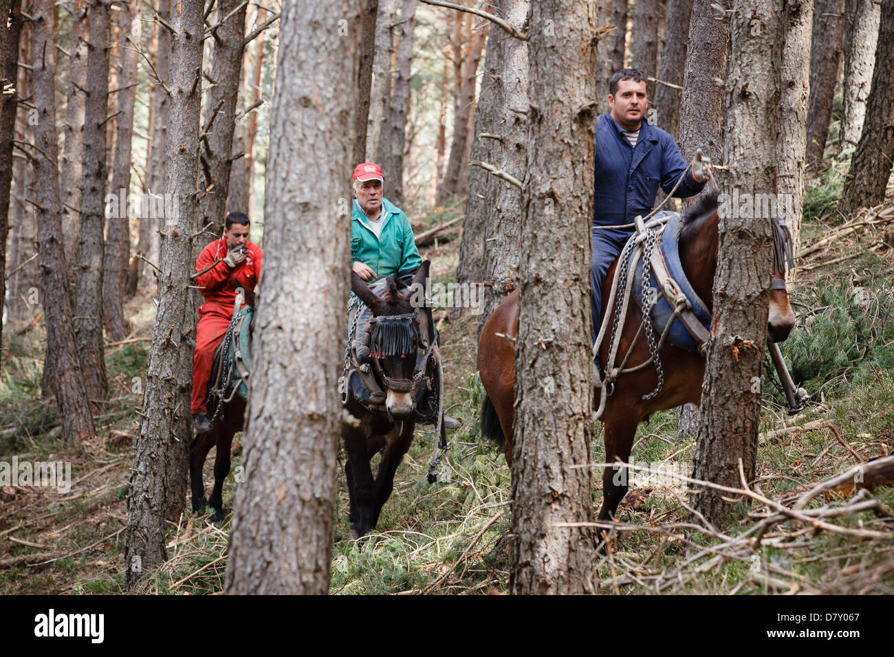 Ezcaray, La Rioja, Espagne. 14 mai 2013. Mules en faisant glisser les troncs de pins abattus lors de l'éclaircie de la forêt, près de la Cogolla, La Rioja, Espagne. Les lignes de retrait par mule cause moins de dommages à l'environnement de forêt restants de méthodes mécaniques. Photo de James Sturcke/Alamy Live News Banque D'Images