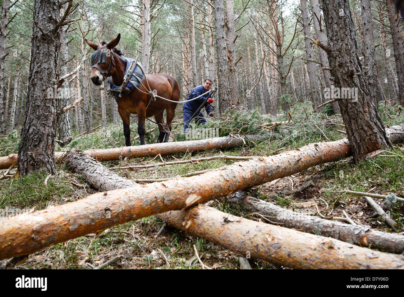 Ezcaray, La Rioja, Espagne. 14 mai 2013. Mules en faisant glisser les troncs de pins abattus lors de l'éclaircie de la forêt, près de la Cogolla, La Rioja, Espagne. Les lignes de retrait par mule cause moins de dommages à l'environnement de forêt restants de méthodes mécaniques. Photo de James Sturcke/Alamy Live News Banque D'Images