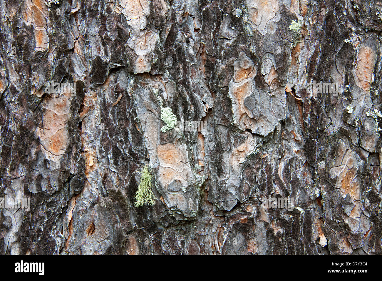 L'écorce de pin sylvestre (Pinus sylvestris), close-up Banque D'Images