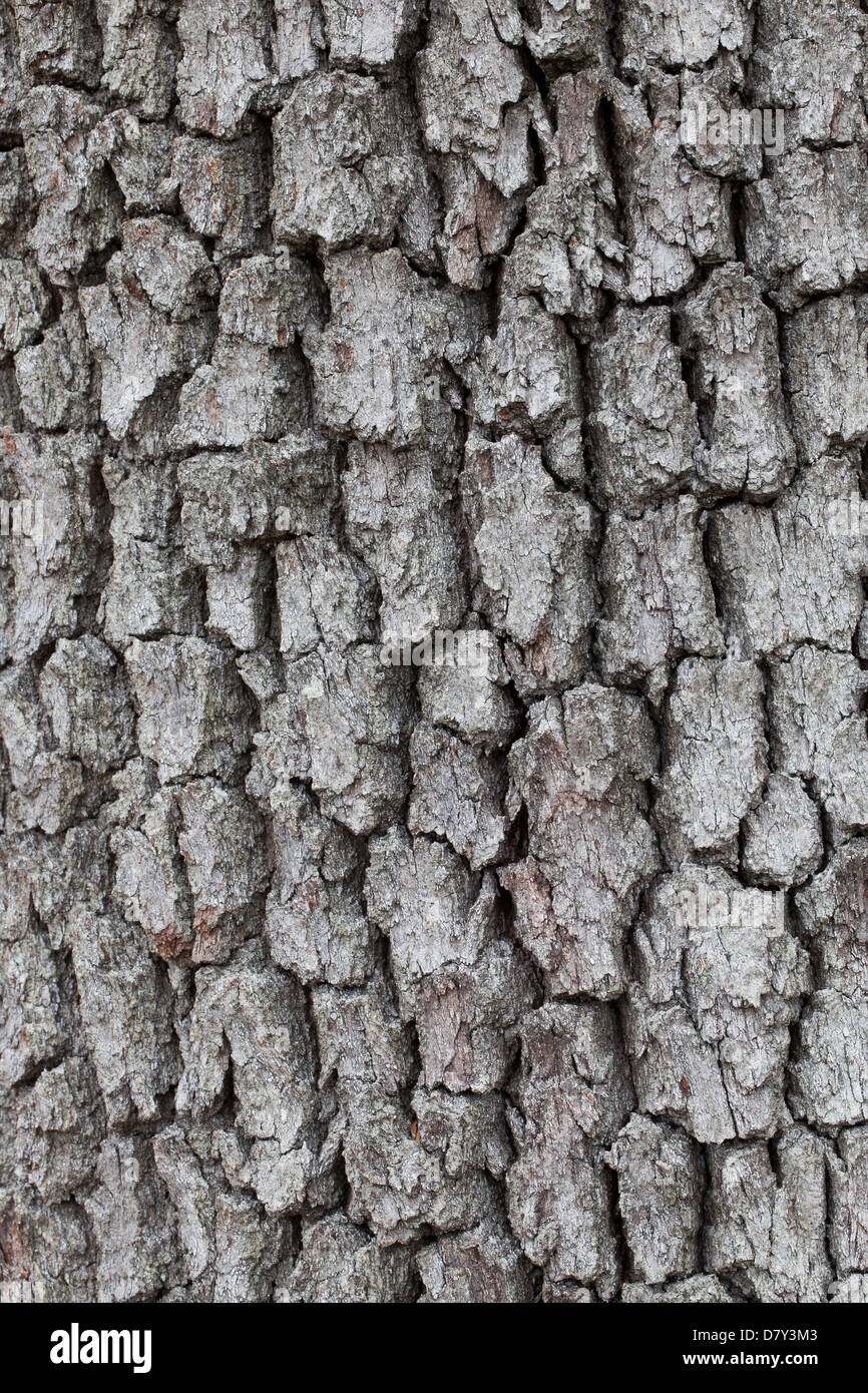 Chêne sessile / Cornish oak / chêne sessile (Quercus petraea / Quercus sessiliflora) close up d'écorce Banque D'Images