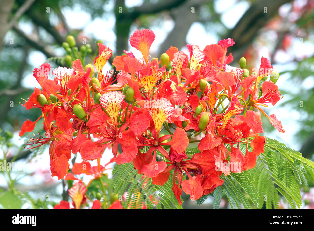 La floraison des fleurs de paon arbre plein rouge rend plus belles. Banque D'Images
