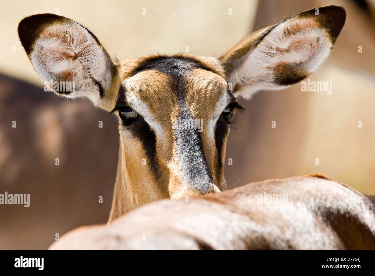 Impala Banque D'Images