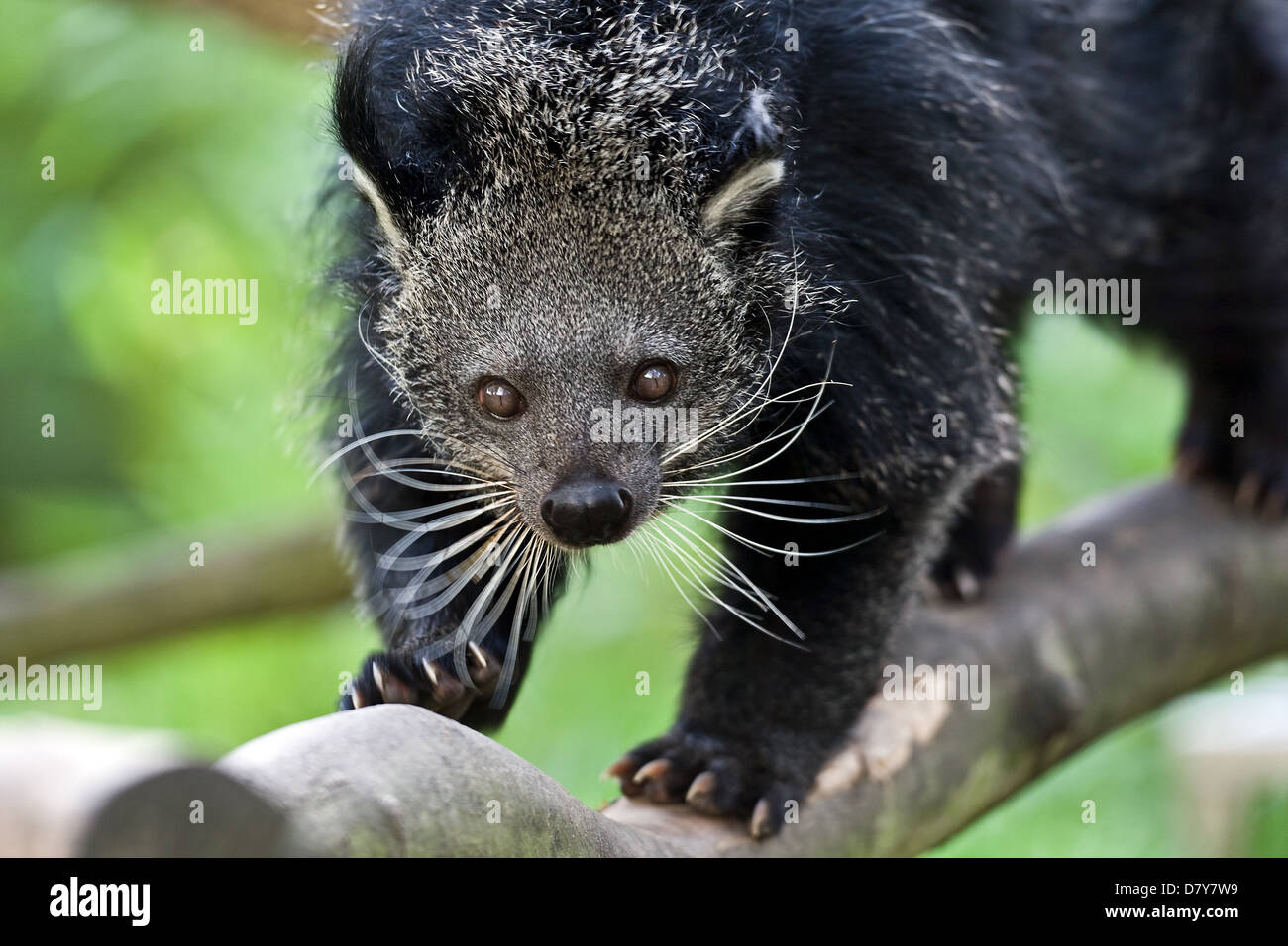 Bearcat Banque D'Images