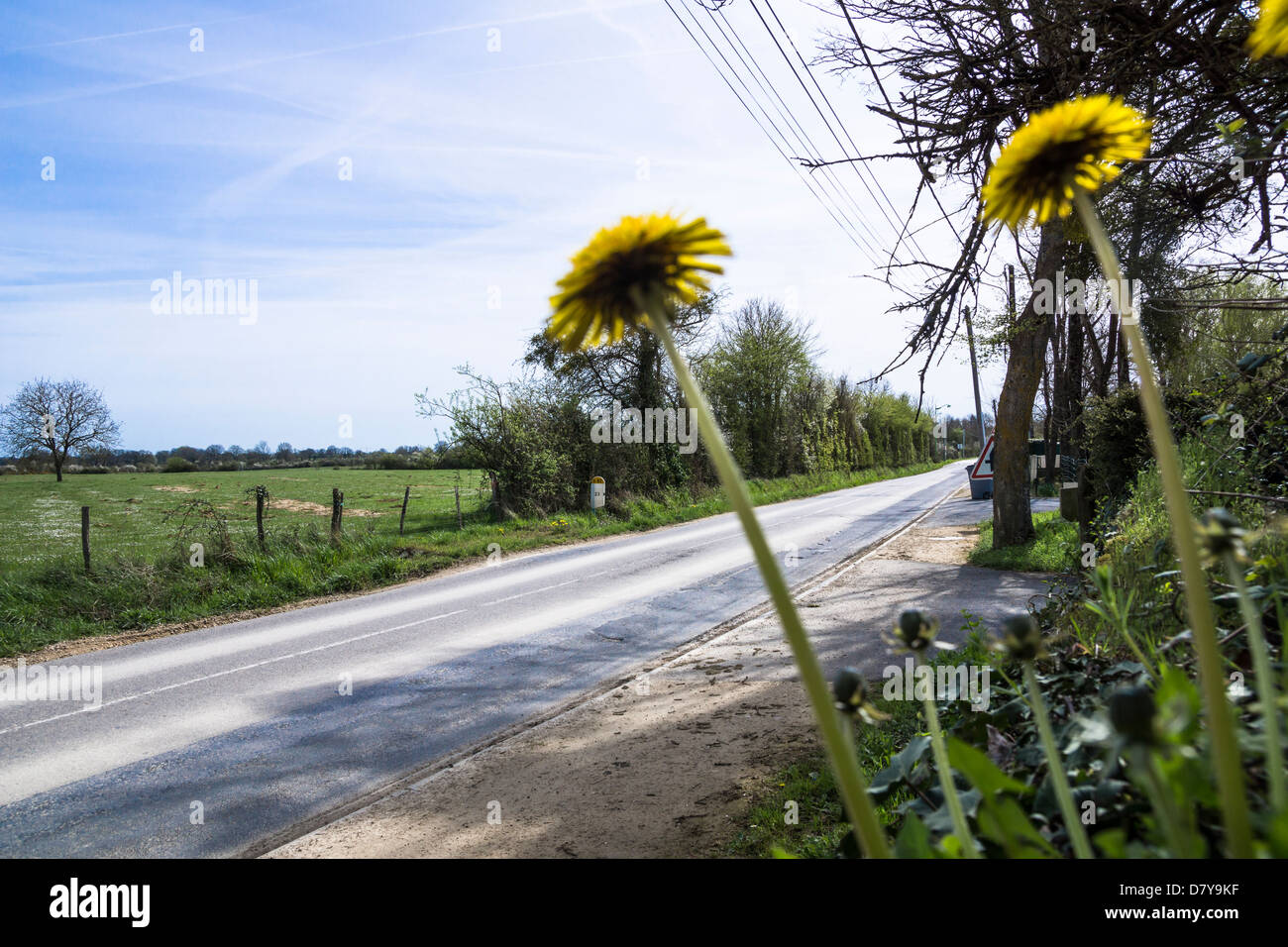 Campagne de fleurs Banque de photographies et d’images à haute — free download
