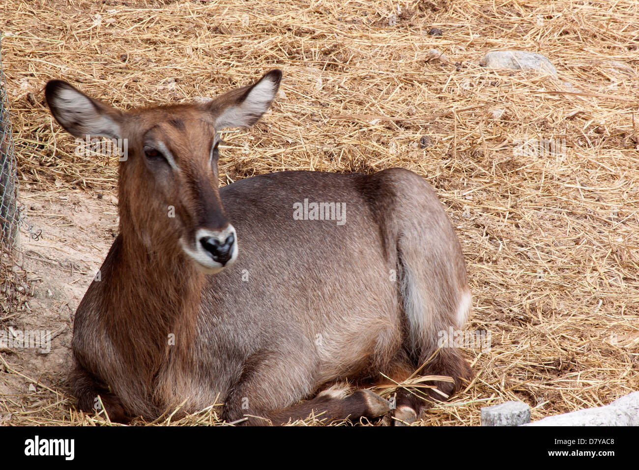 Animal mammifère cerf de la faune naturelle. Espèce gris. Banque D'Images