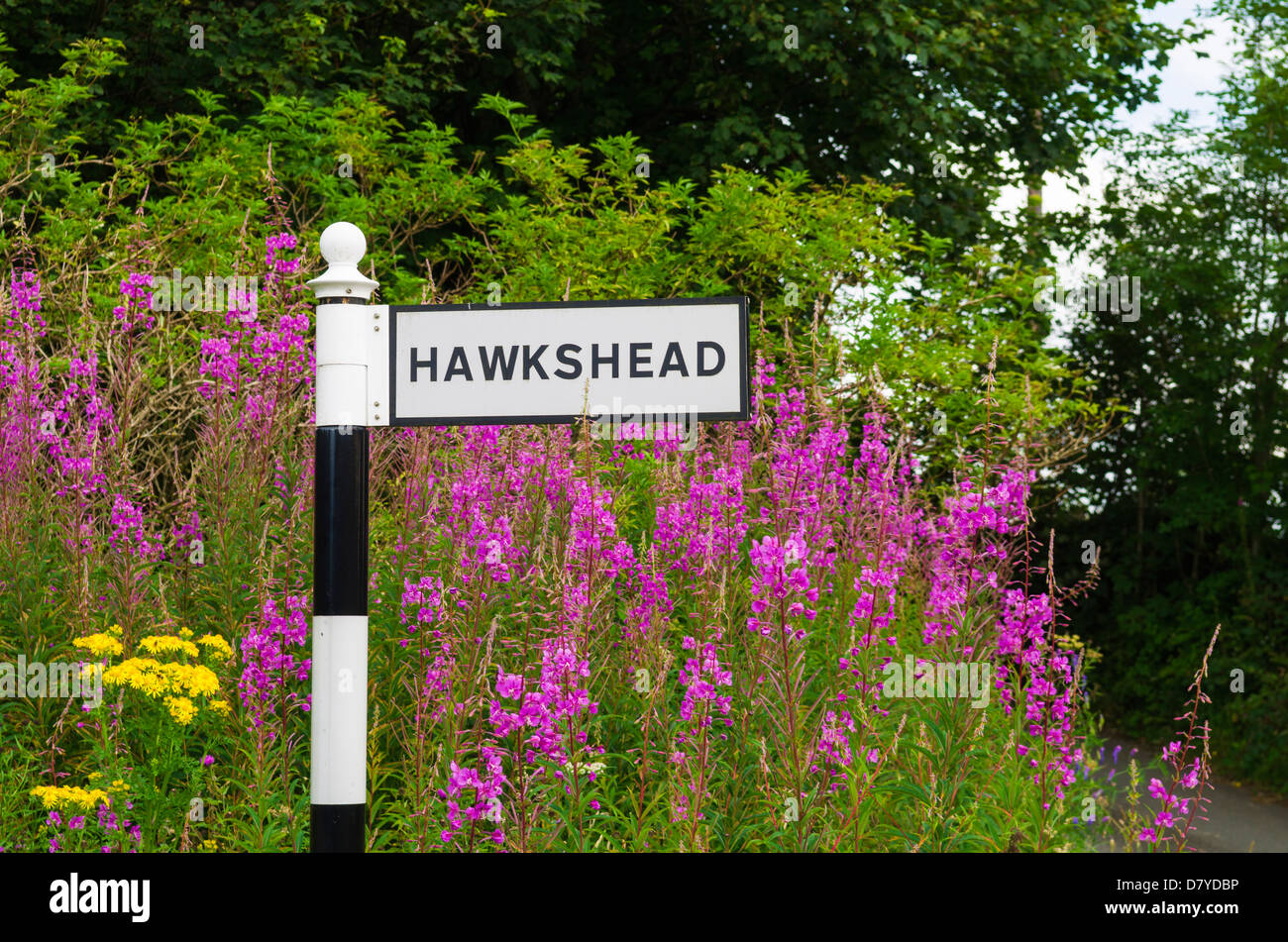 Rosebay Willowherb growing derrière un panneau routier à Hawkshead dans le Parc National du Lake District, Cumbria, Angleterre. Banque D'Images