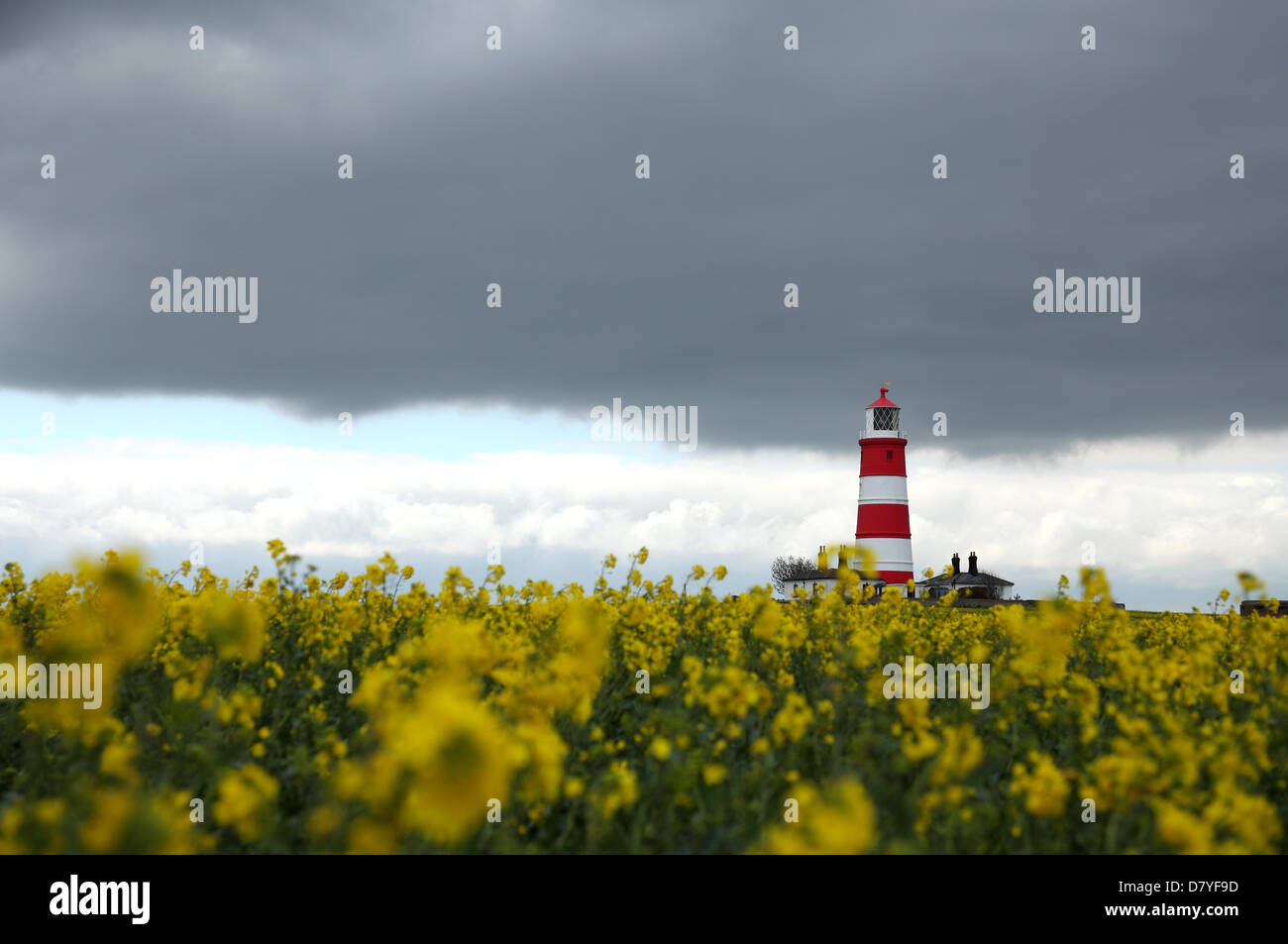 Happisburgh, Norfolk, Royaume-Uni. Huile de colza fleurit en face de Happisburgh phare comme les nuages se déplacent dans le Norfolk. Banque D'Images