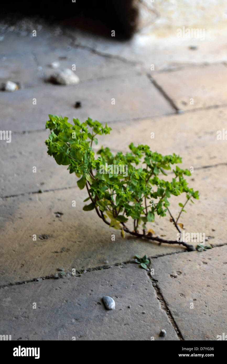 Photo d'une plante qui pousse sur un vieux plancher de la chambre. Banque D'Images