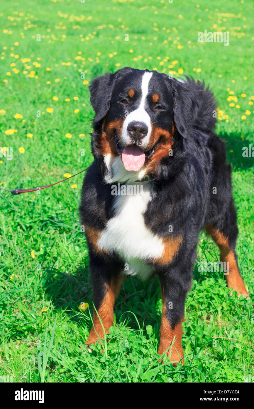 Gros mignon chien race Bouvier Bernois standing and smiling sur pelouse printemps vert Banque D'Images
