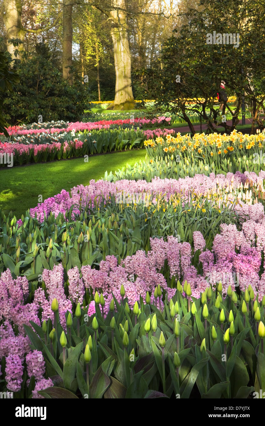 Parc avec tulipes colorées, les jonquilles et les jacinthes au printemps Banque D'Images