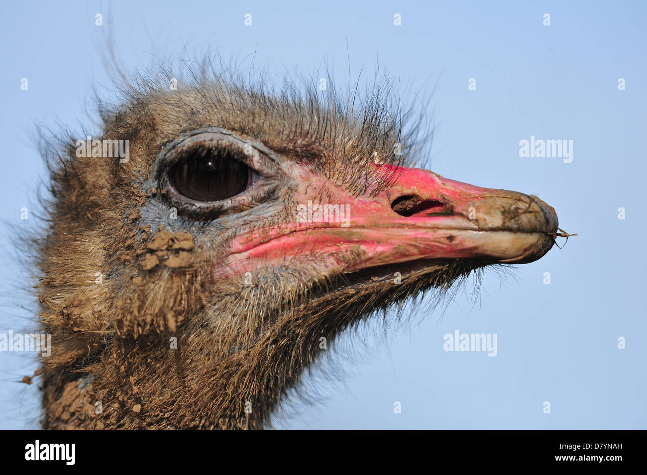 Autruche commune (Struthio camelus) Banque D'Images