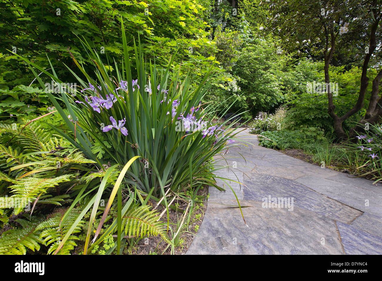 Ardoise Chemin de jardin grâce à l'Oregon en fleurs au printemps, les iris Banque D'Images