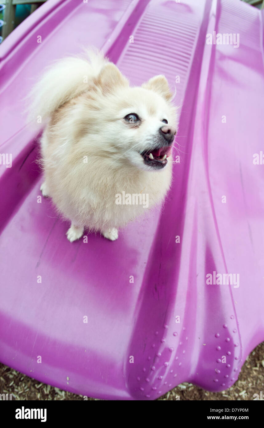 Un chien Pomeranian gronde alors qu'il est situé sur une aire de glisse Banque D'Images