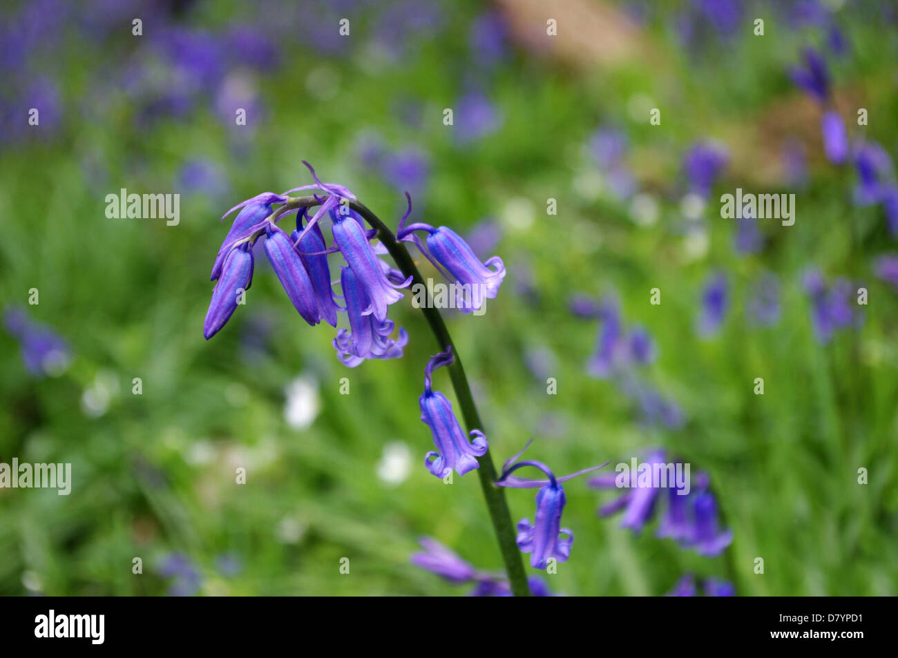 Bluebell anglais avec d'autres parmi les graminées non mise au point derrière Banque D'Images Bluebell anglais avec d'autres parmi les graminées non mise au point derrière Banque D'Images