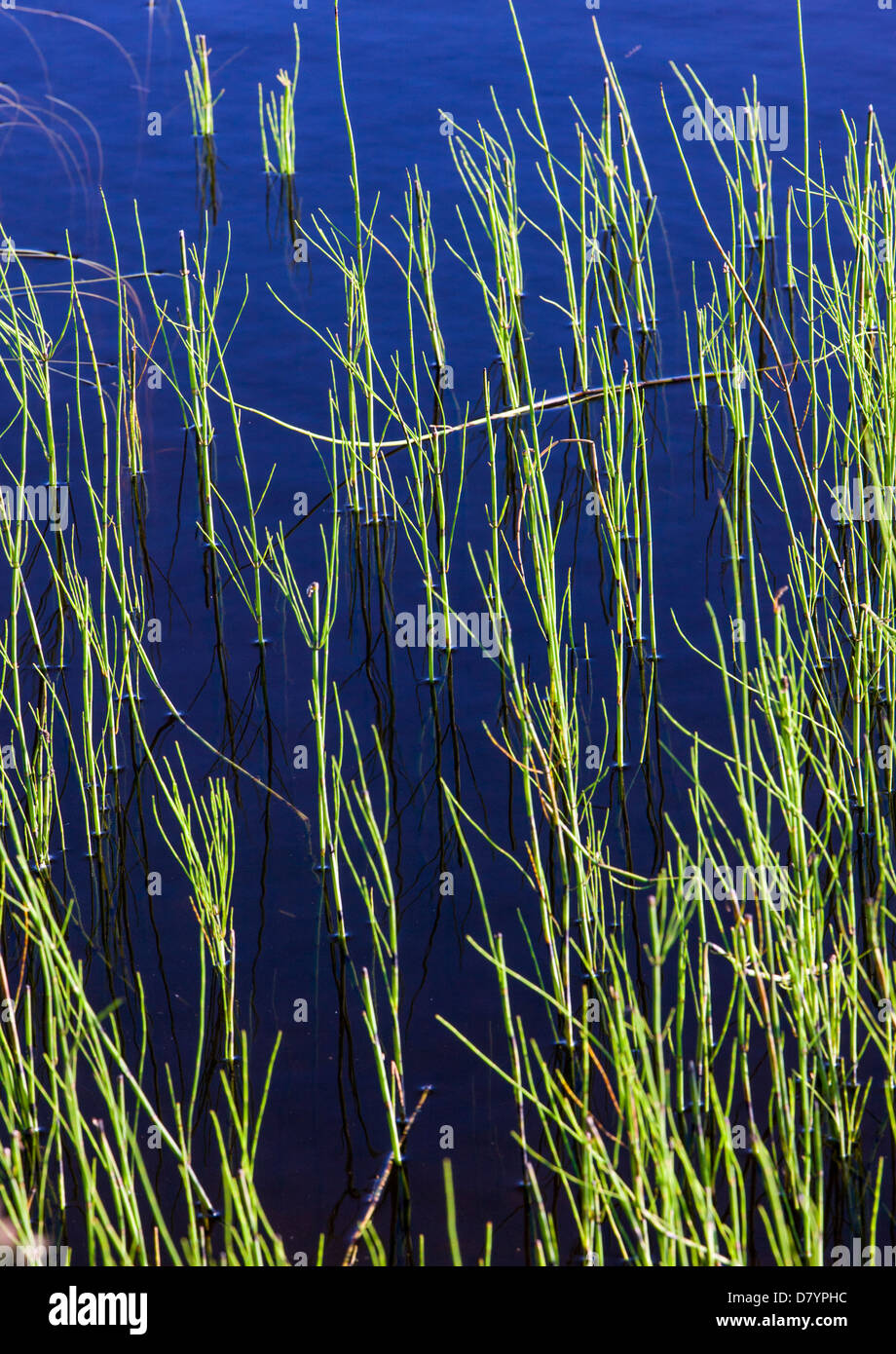 L'herbe des marais, étang de réflexion, Denali National Park, Alaska, USA Banque D'Images