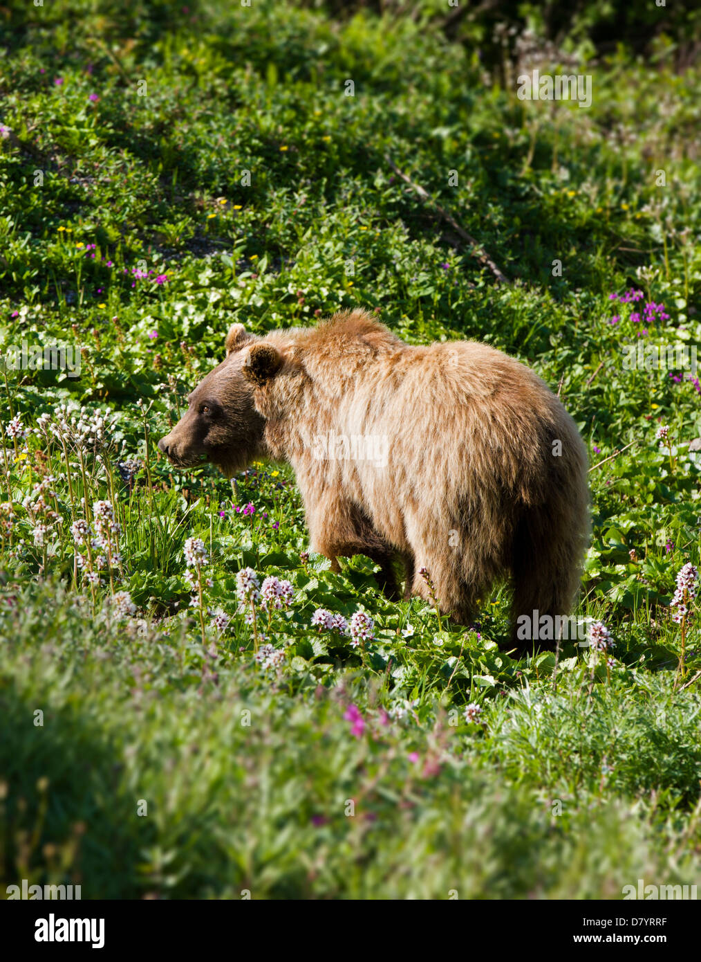 Ours grizzli (Ursus arctos horribilis) près de Stony Dome, Denali National Park, Alaska, USA Banque D'Images