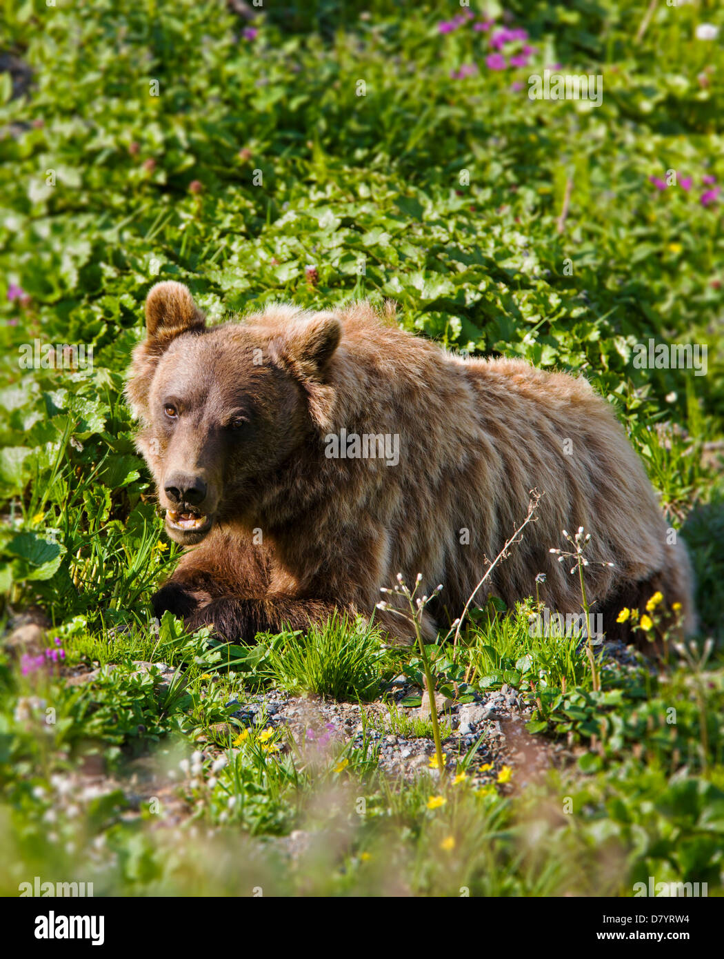 Ours grizzli (Ursus arctos horribilis) près de Stony Dome, Denali National Park, Alaska, USA Banque D'Images