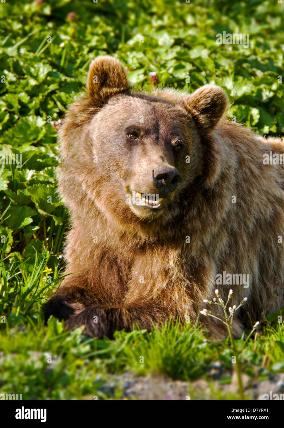 Ours grizzli (Ursus arctos horribilis) près de Stony Dome, Denali National Park, Alaska, USA Banque D'Images