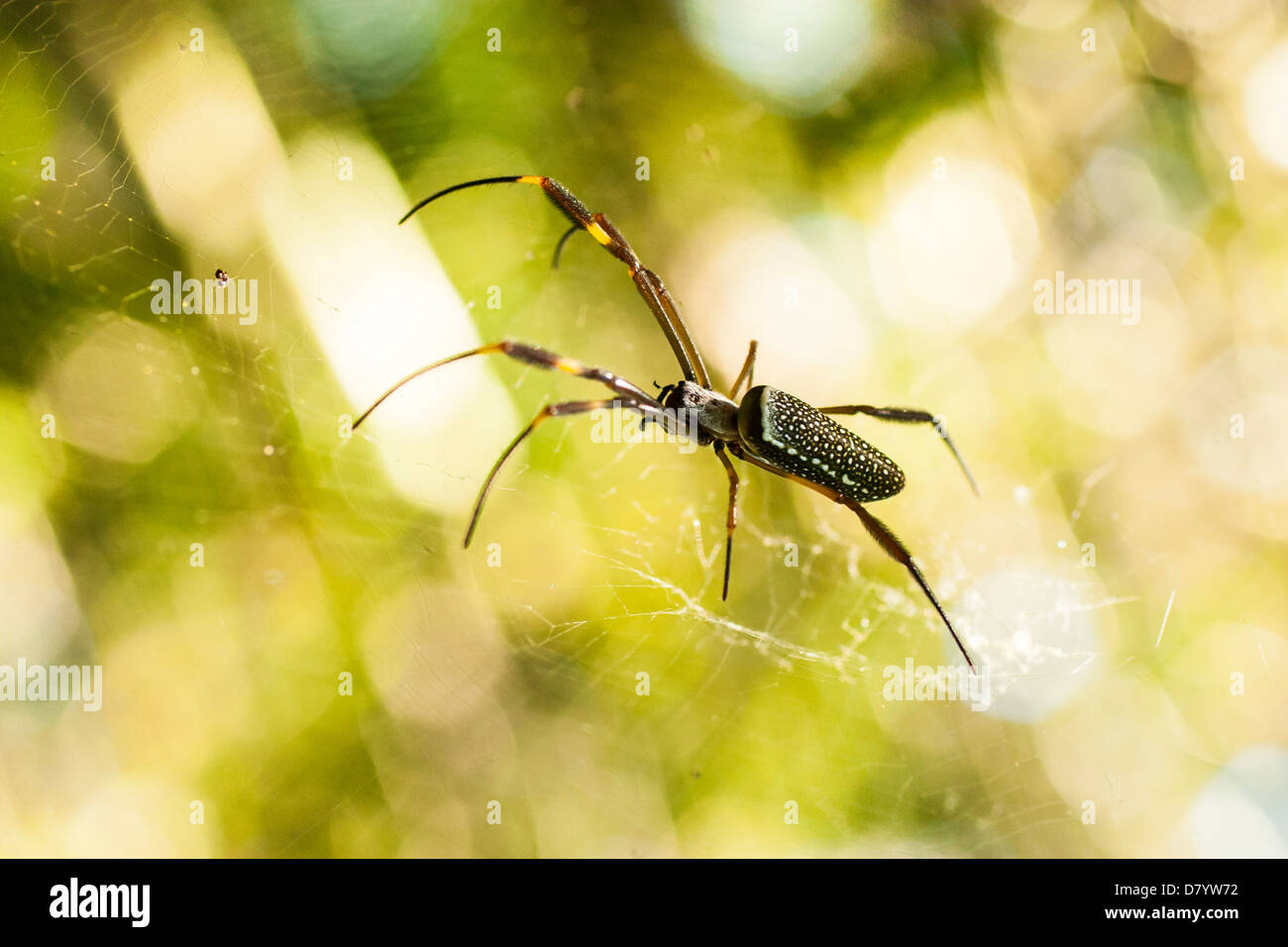 Orb weaver Golden silk (Nephila clavipes). Banque D'Images