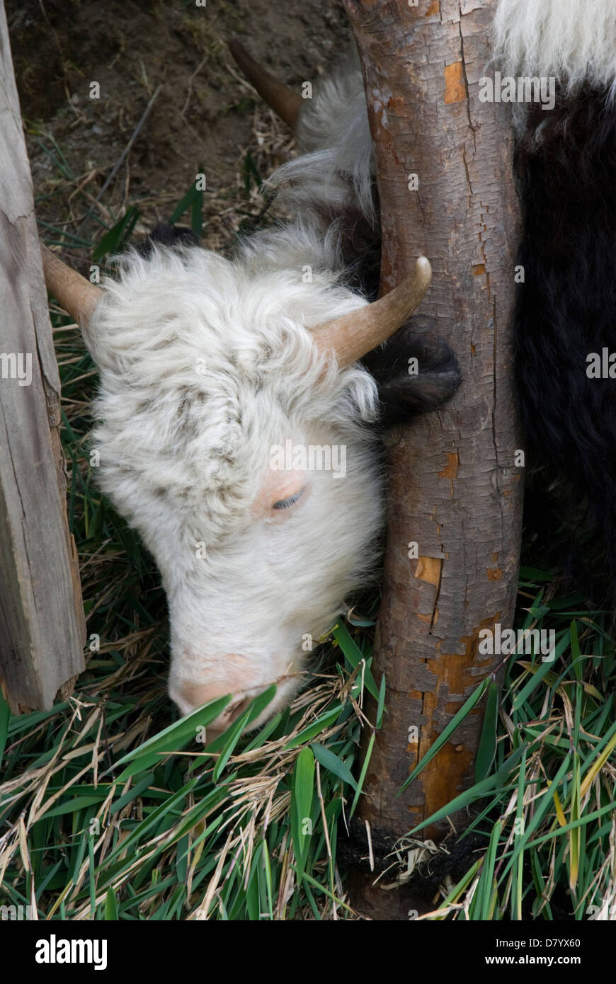 Yak bébé tête, manger des feuilles de bambou, sanctuaire de l'Annapurna au Népal Banque D'Images