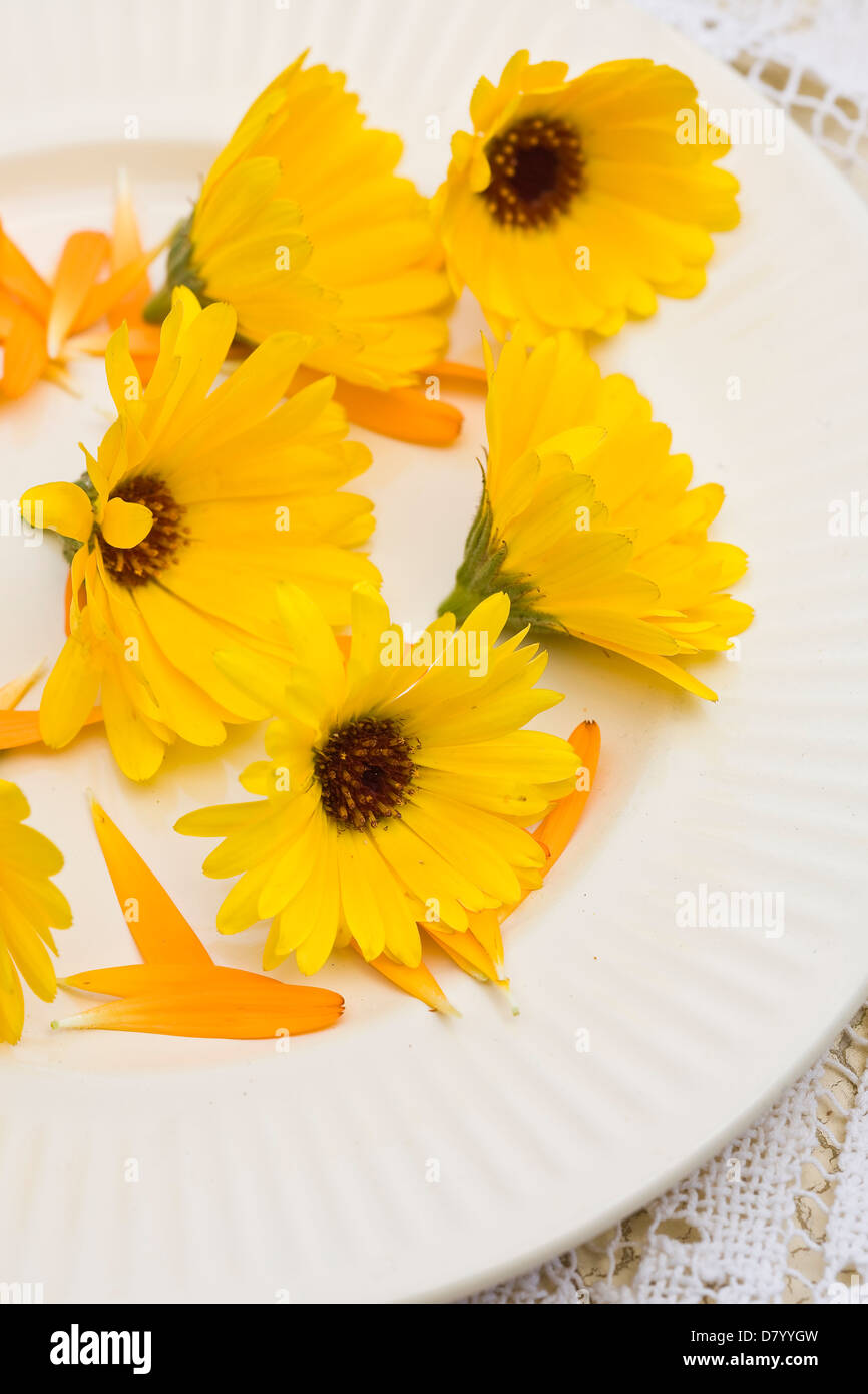 Fleurs de souci jaune comestibles sur une plaque blanche. Banque D'Images