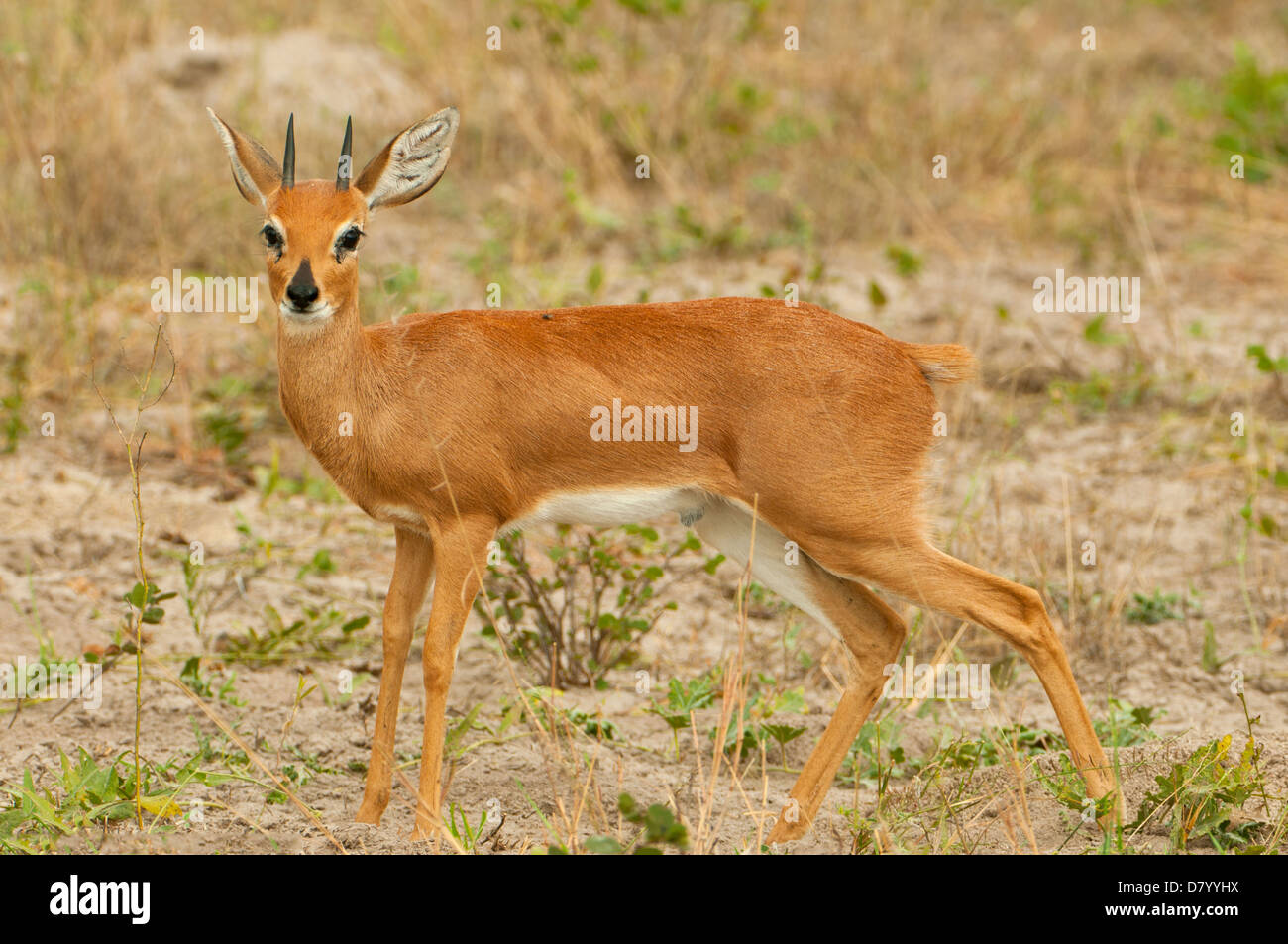 Steenbok à Savute, Chobe National Park, Botswana Banque D'Images