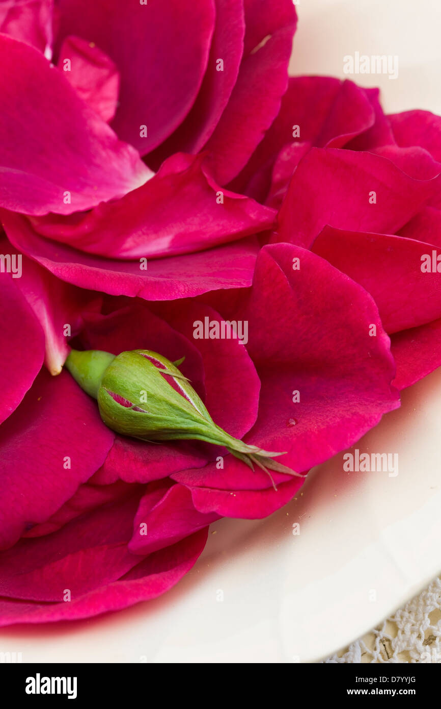 Un tas de pétales de rose comestible rose profond et un fermé d'un bouton de rose sur une plaque blanche. Banque D'Images