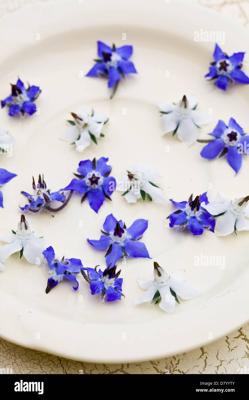 Le bleu et le blanc des fleurs de bourrache comestible sur une plaque blanche. Banque D'Images