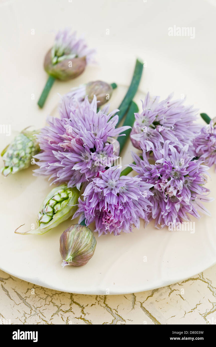 Mauve et blanc fleurs comestibles ciboulette sur un bien que la plaque. Banque D'Images