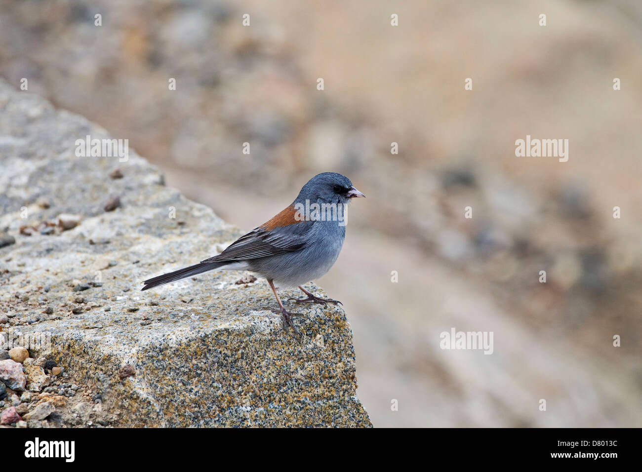 Le Junco ardoisé Banque D'Images