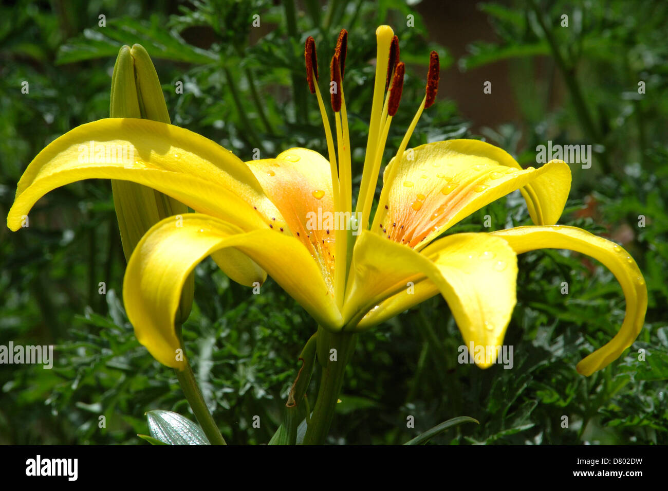 Lilium sp, Asiatic Lily Banque D'Images