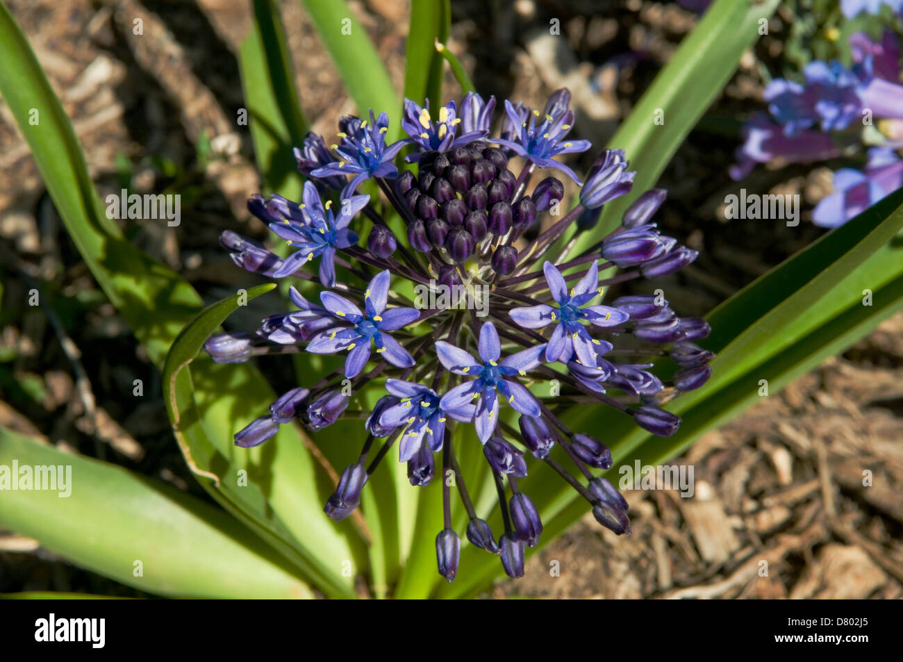 Scilla Peruviana, Fleur de Lys cubain Banque D'Images