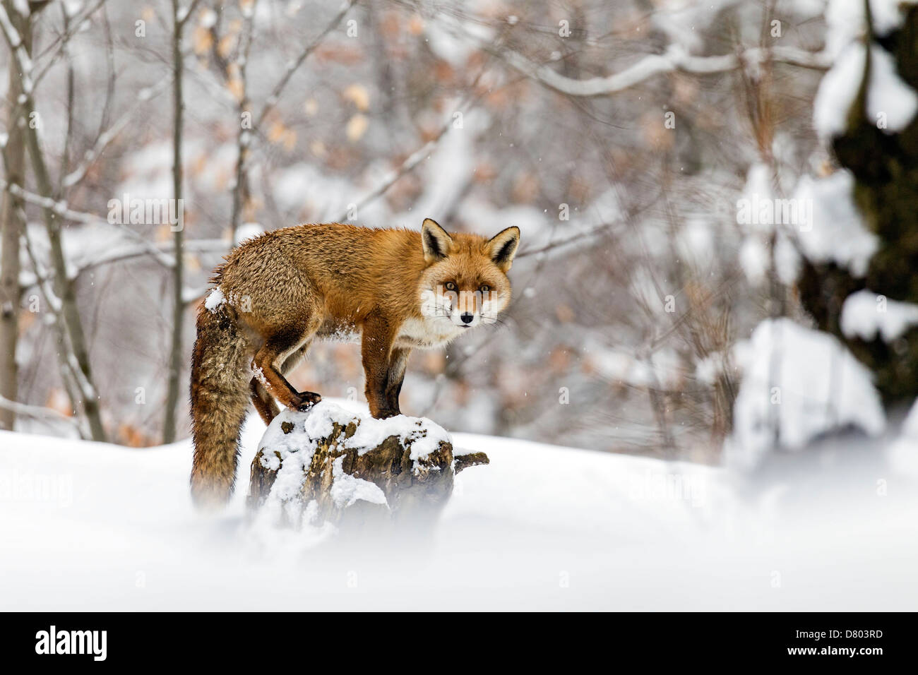 renard roux Banque D'Images