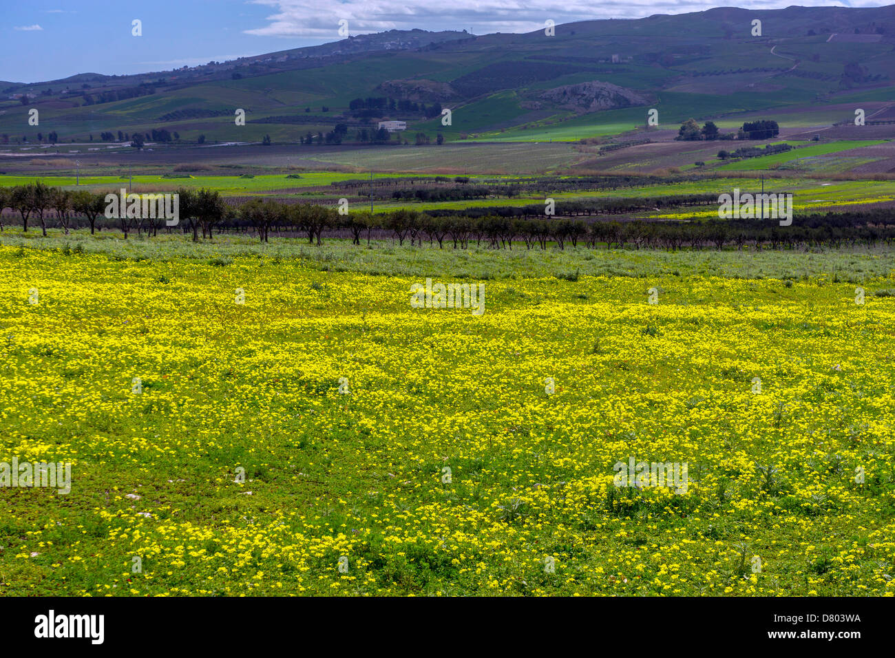 Meadow printemps avec des fleurs jaunes, des arbres fruitiers et les collines lointaines, Sicile, Italie Banque D'Images