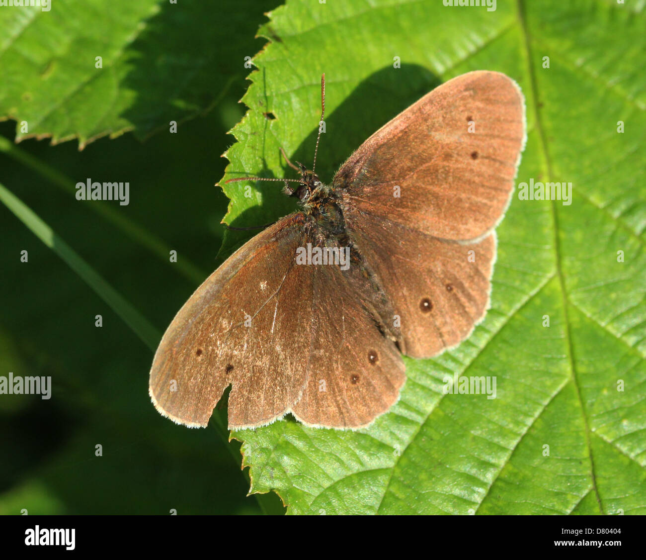 Macro image d'une femelle brown (Aphantopus hyperantus) Ringlet butterfly posant sur une feuille avec les ailes ouvertes Banque D'Images