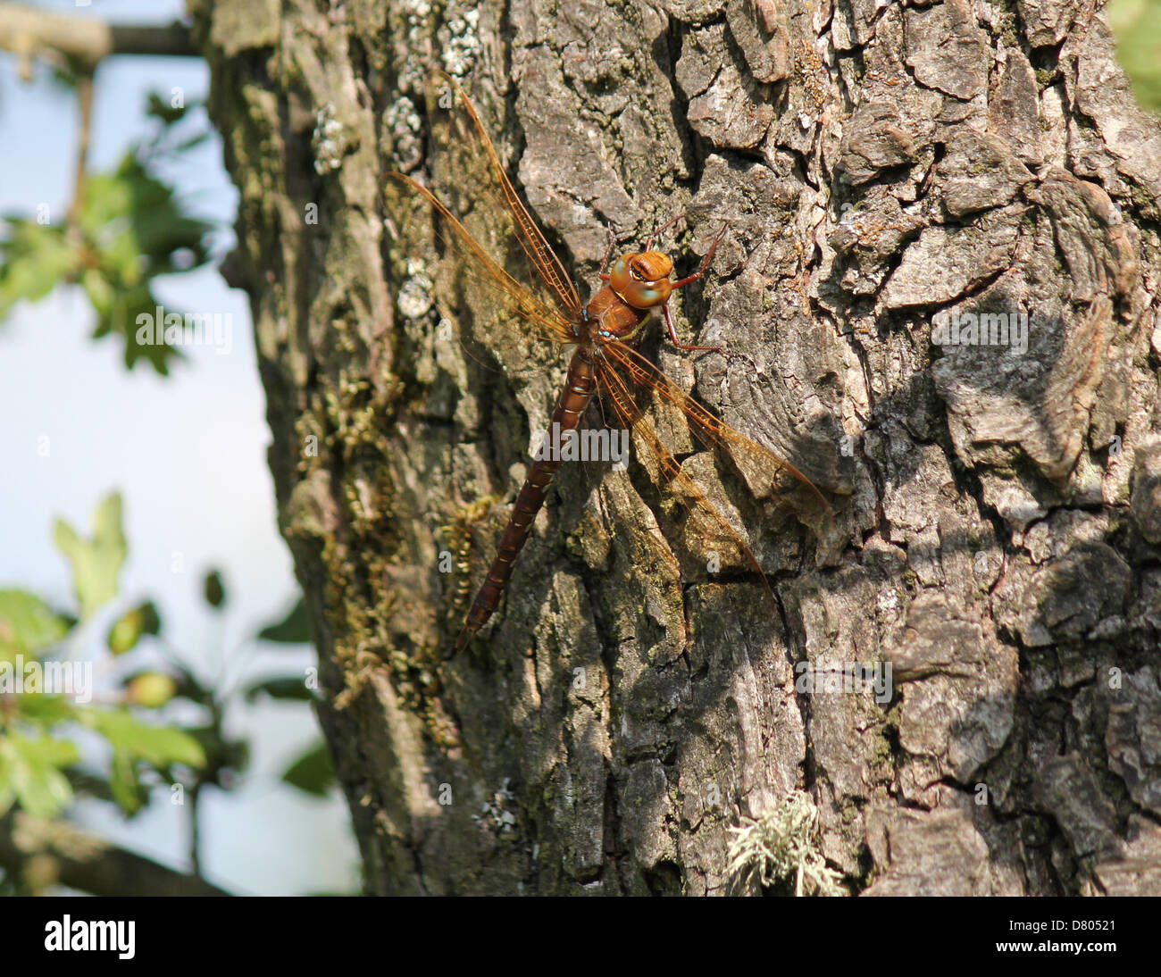 Close-up of a le grand brun européen Hawker (Aeshna grandis) dragonfly Banque D'Images