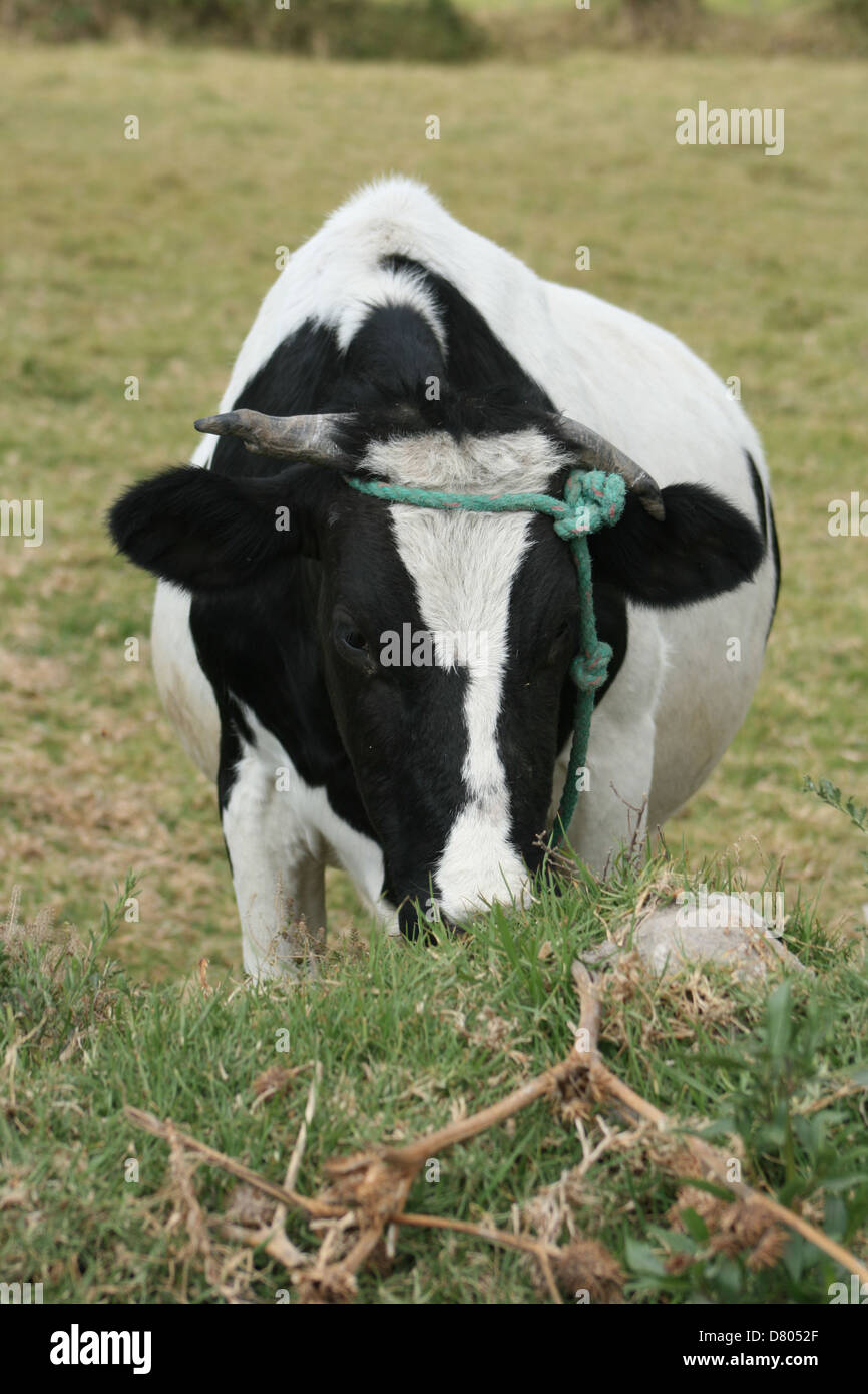 Une vache Holstein qui paissent dans un pâturage d'agriculteurs à Cotacachi (Équateur) Banque D'Images